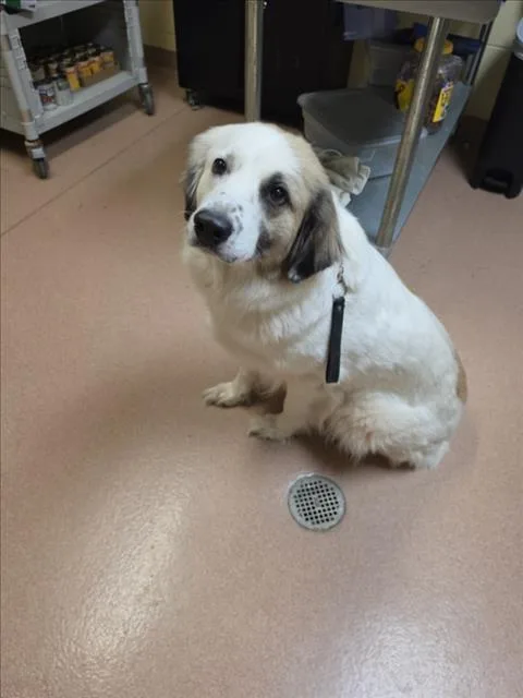 An adult large-sized female Great Pyrenees dog named Koda for adoption in Cookeville, TN