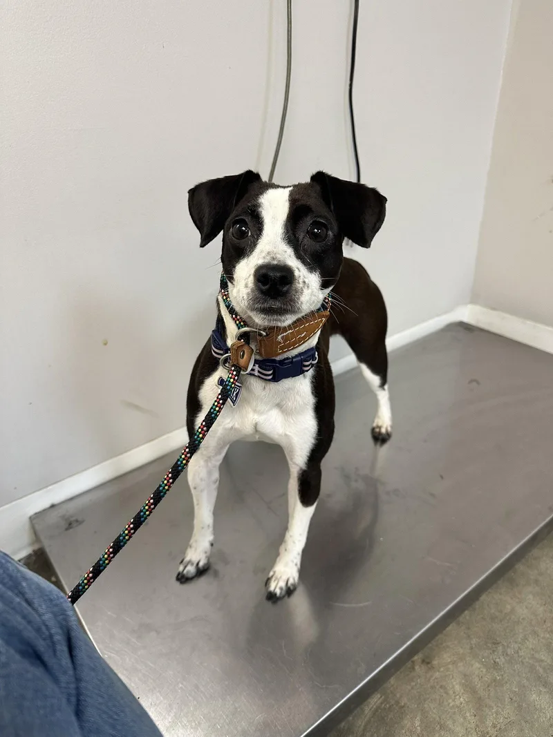 An adult small-sized female Jack Russell Terrier dog named Cartina Nj for adoption in Rockaway, NJ