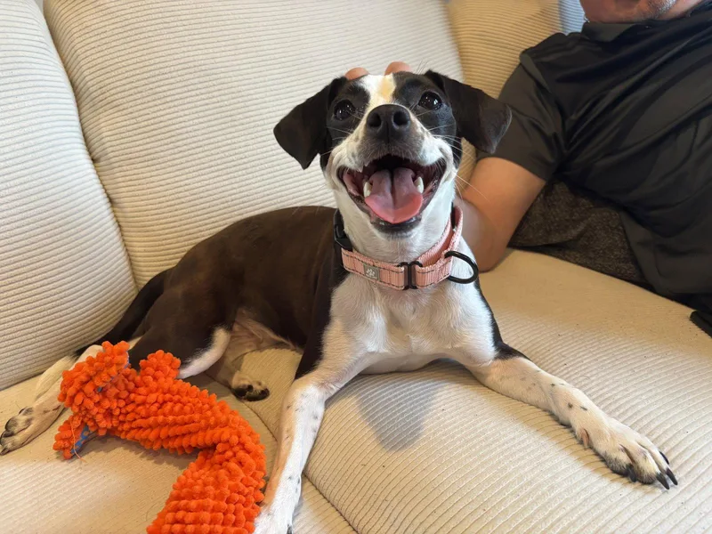 Cartina Nj thumbnail 2