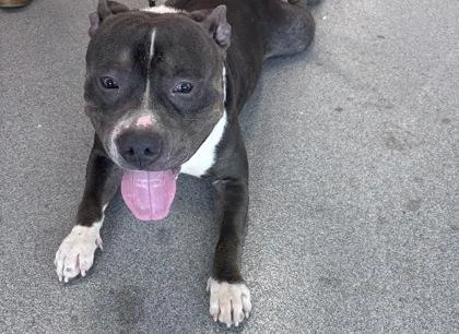 An adult medium-sized male Mixed Breed dog named Luigi for adoption in West Chester, PA