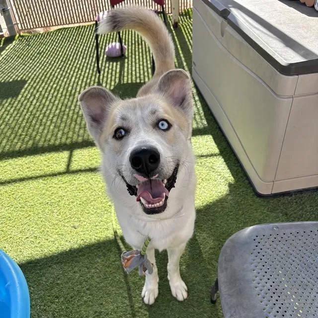 A young large-sized male Husky dog named Spyro for adoption in Mesa, AZ