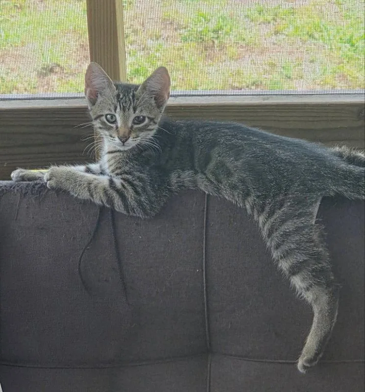 A young medium-sized male Tabby cat named Tiger for adoption in Knoxville, TN
