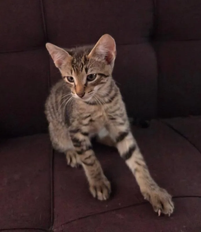 Tiger thumbnail 2