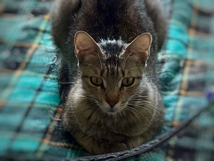 A baby medium-sized female Domestic Short Hair cat named Frieda for adoption in Phoenix, AZ