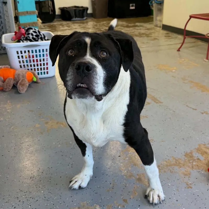 An adult large-sized male Pit Bull Terrier dog named Sal for adoption in Martinsville, IN