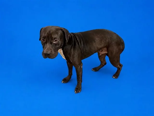 An adult medium-sized male Terrier dog named Jack for adoption in Miami, FL