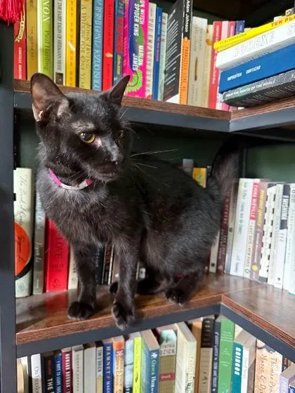 An adult medium-sized female Domestic Short Hair cat named Cadbury for adoption in Berwick, PA