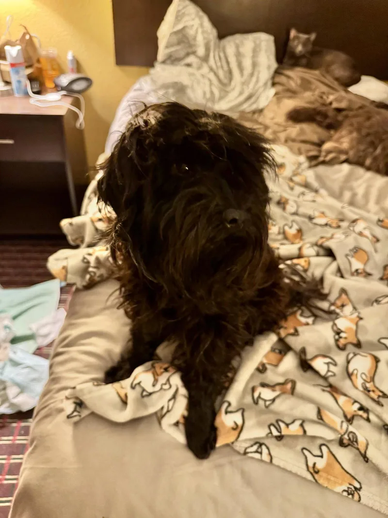 A young small-sized female Schnauzer dog named Ebony White for adoption in Saunderstown, RI