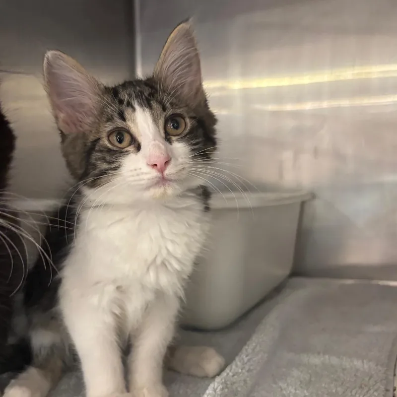 A baby small-sized female Brown / Chocolate Domestic Medium Hair cat named Zips for adoption in Spokane, WA