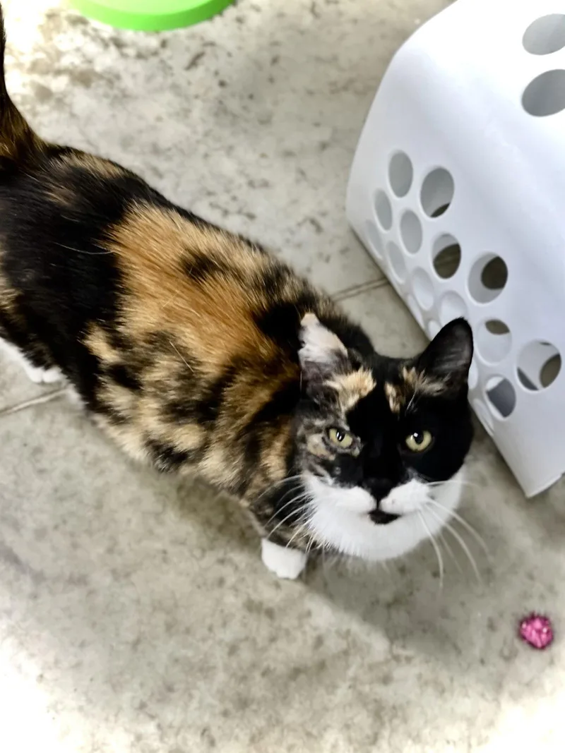 Daisy Ii thumbnail 3