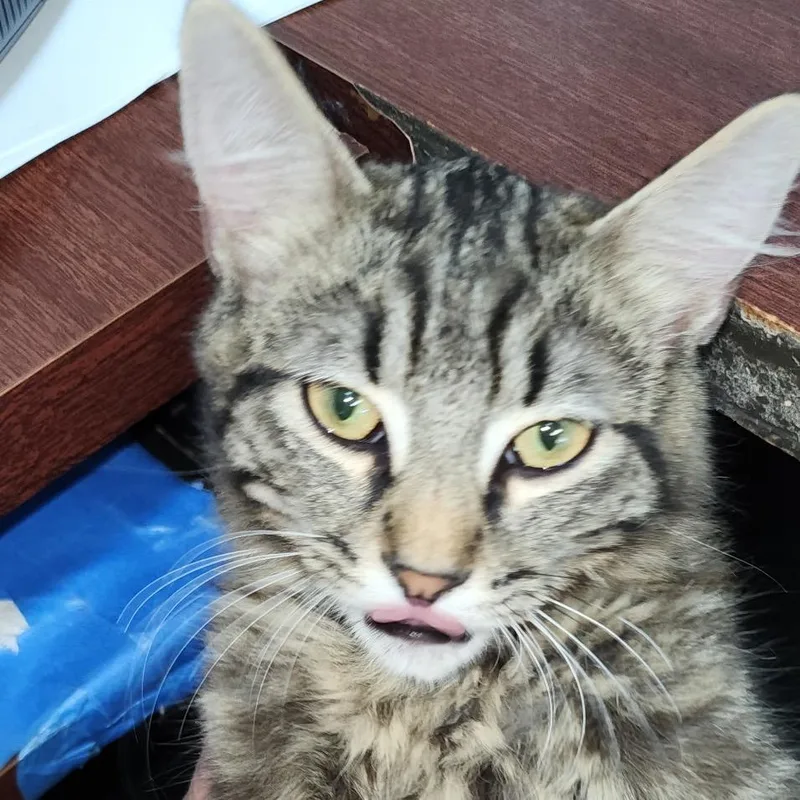 A young small-sized male Gray / Blue / Silver Domestic Medium Hair cat named Gibbs for adoption in Fayetteville, GA
