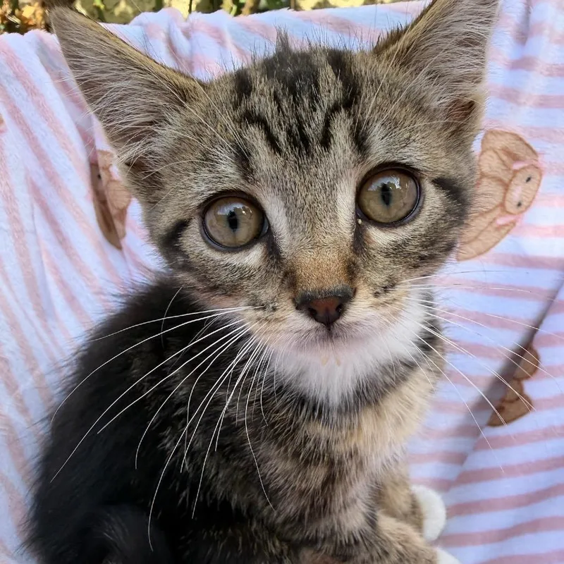 A baby small-sized male Brown / Chocolate Domestic Short Hair cat named Thyme for adoption in Pacific Palisades, CA