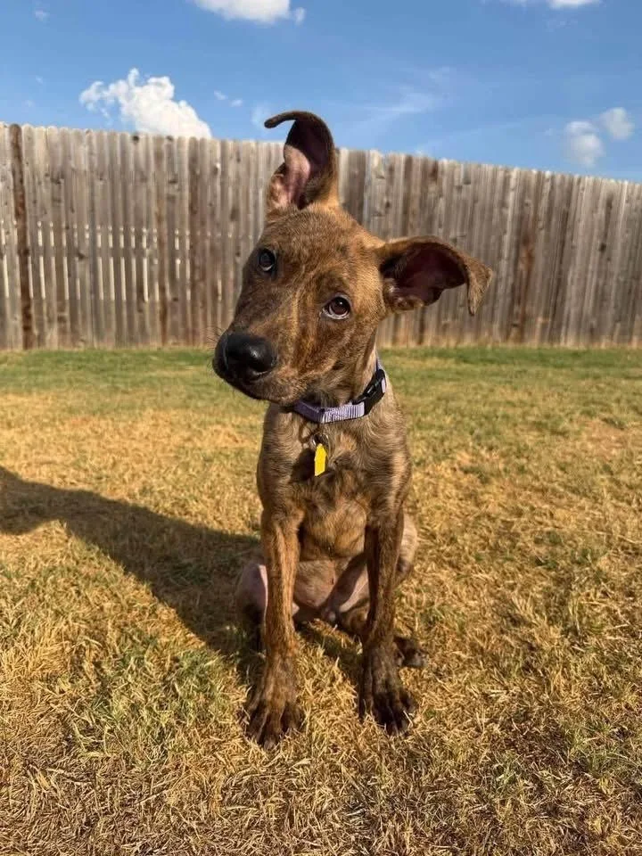 A baby medium-sized male Labrador Retriever dog named Jeter for adoption in Shawnee, OK