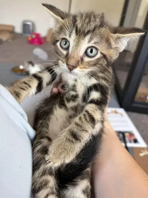 A baby small-sized male Domestic Short Hair cat named Thomas for adoption in Grand Rapids, MI