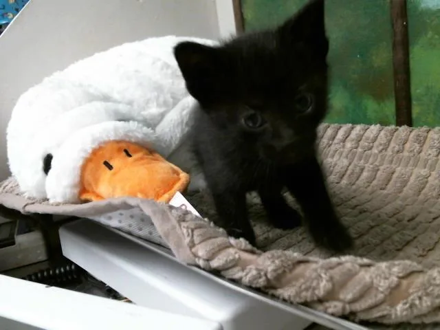 A baby small-sized male Domestic Short Hair cat named A for adoption in Houston, TX