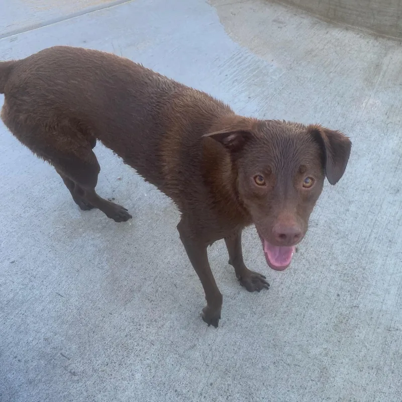 Paco