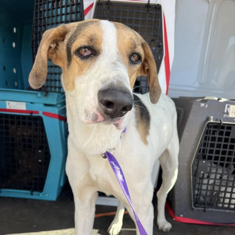 An adult large-sized female White / Cream Mixed Breed dog named Bette Davis for adoption in Moab, UT