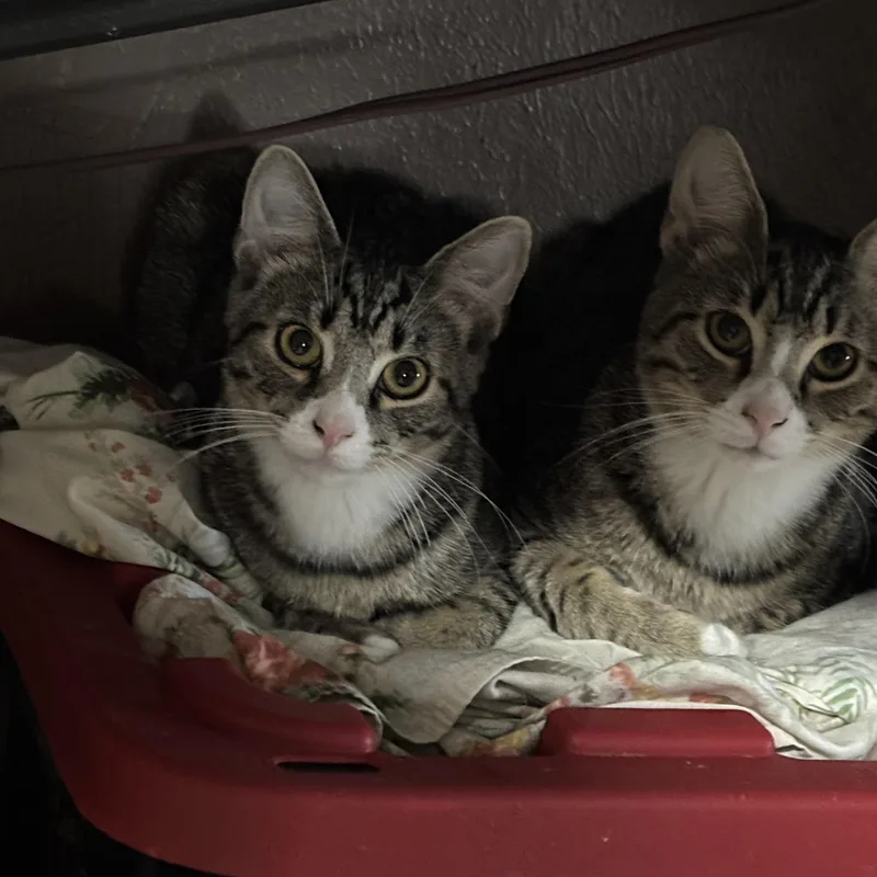A young small-sized male Black & White / Tuxedo Domestic Short Hair cat named Goliath and Samson for adoption in Pittsburgh, PA