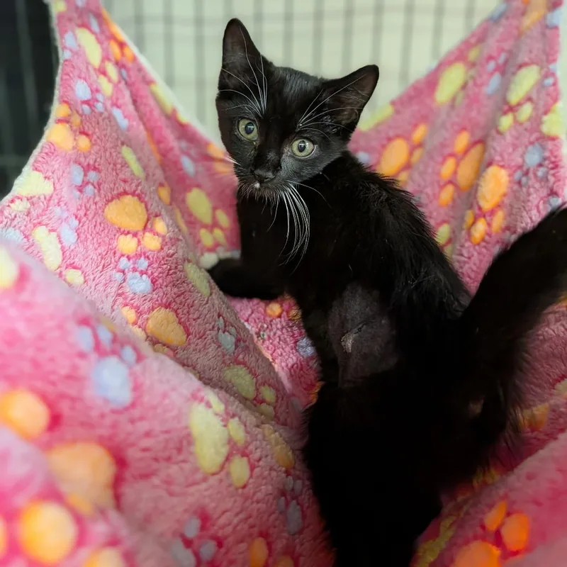 A baby medium-sized female Black & White / Tuxedo Domestic Short Hair cat named McFlurry for adoption in Cape Girardeau, MO