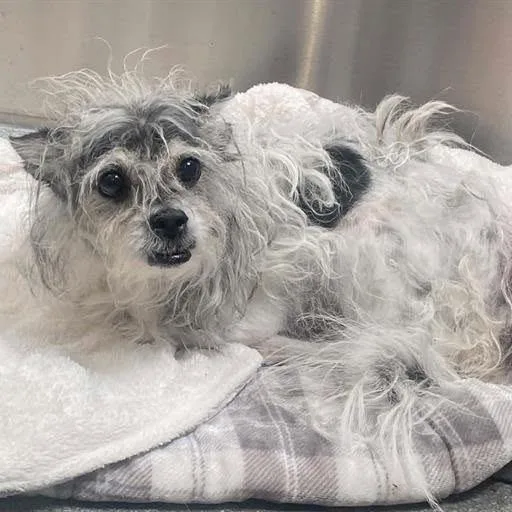 A senior small-sized male White / Cream Cairn Terrier dog named Jimmy Choo for adoption in Ramona, CA