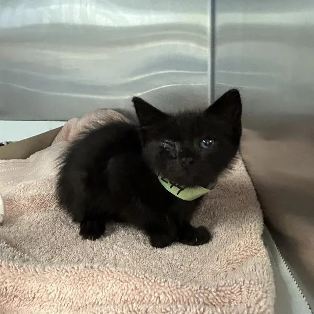 A baby small-sized male Domestic Short Hair cat named Mickey for adoption in San Antonio, TX