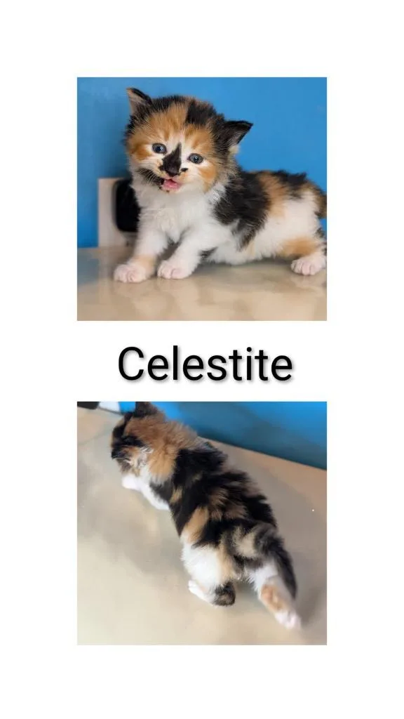 Celestite