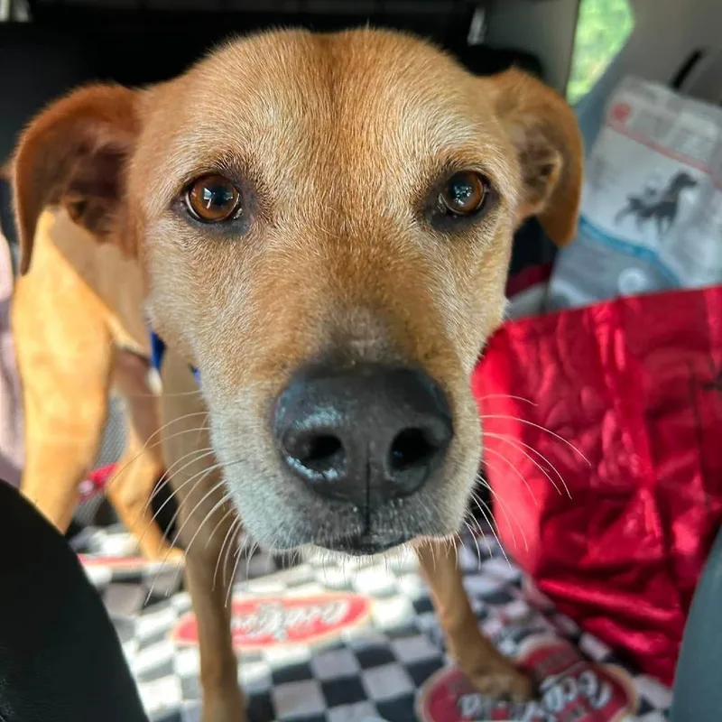 A senior medium-sized male Yellow / Tan / Blond / Fawn Mixed Breed dog named Gregg for adoption in West Olive, MI