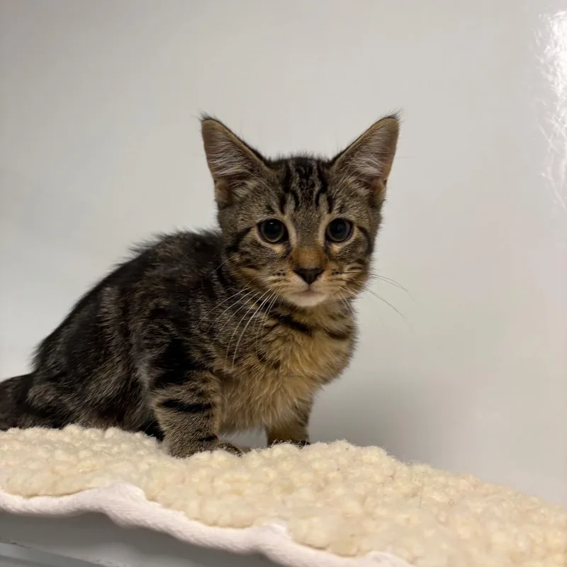 A baby small-sized male Gray / Blue / Silver Domestic Short Hair cat named Cosmo for adoption in West Palm Beach, FL