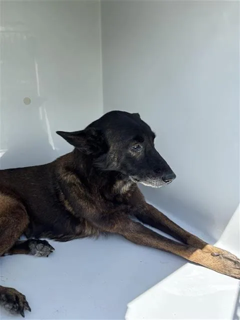 A senior large-sized female German Shepherd Dog dog named Luna for adoption in Houston, TX
