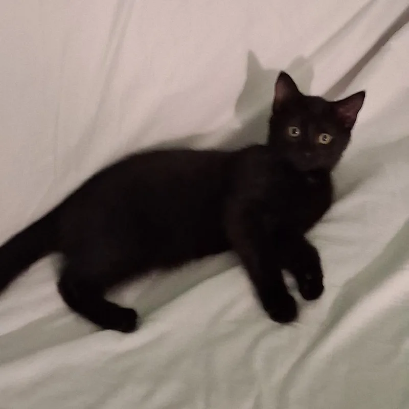 A baby small-sized male Black Domestic Medium Hair cat named Manicotti for adoption in La Grange, KY