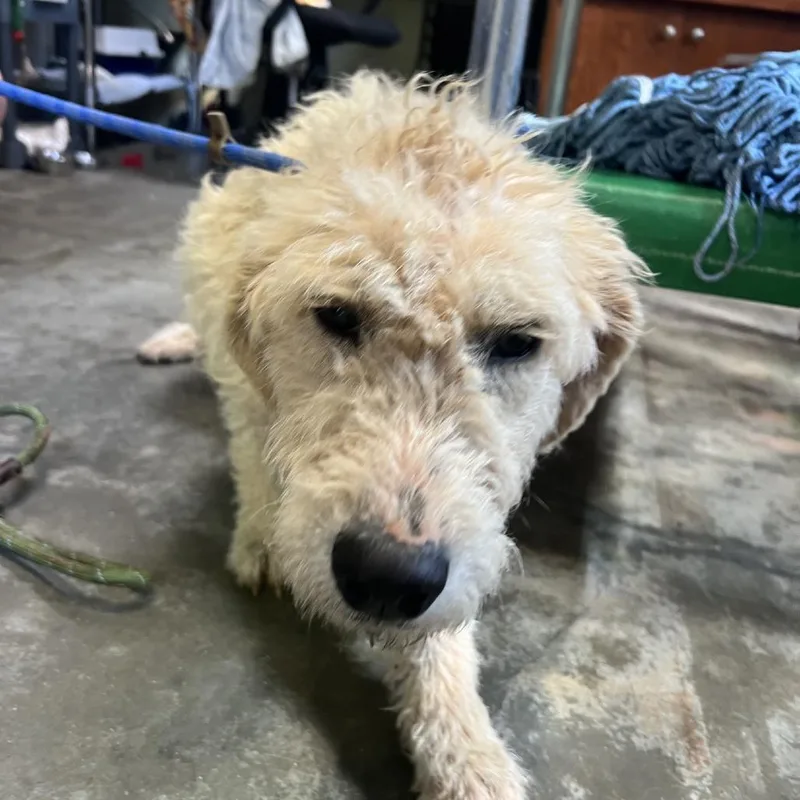 An adult medium-sized female Yellow / Tan / Blond / Fawn Poodle dog named Penny for adoption in Columbus, NC