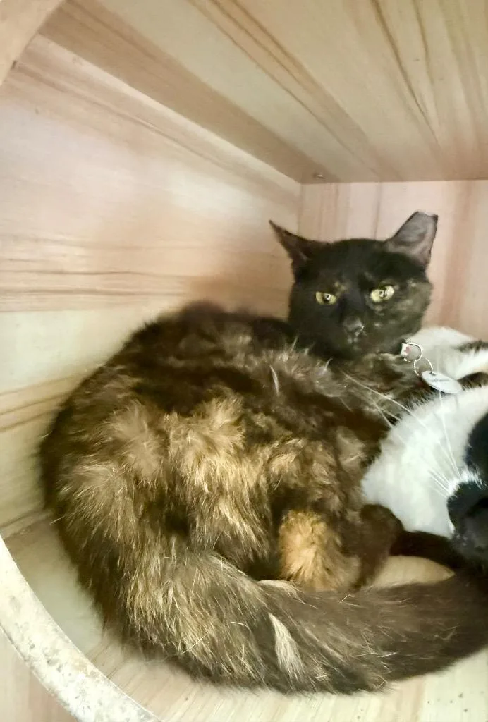 A young medium-sized female Domestic Short Hair cat named Gardenia for adoption in Augusta, GA