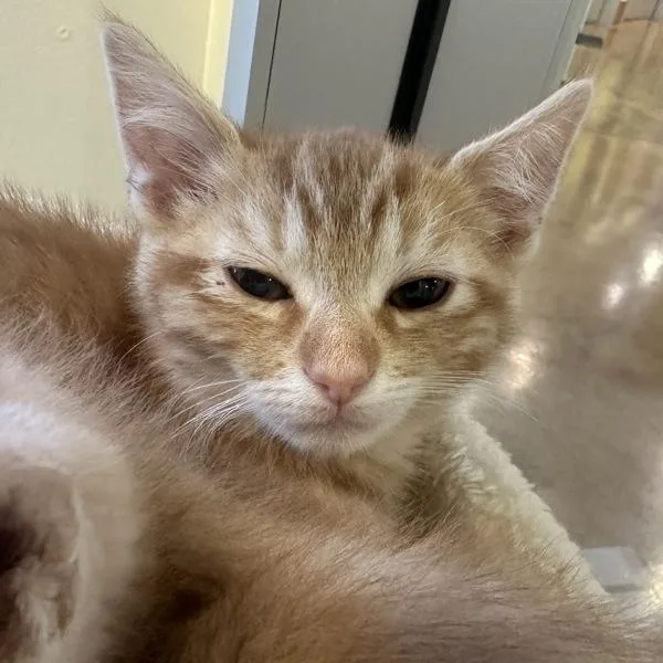 A baby small-sized male Domestic Short Hair cat named Corn Flower for adoption in Walnut Creek, CA