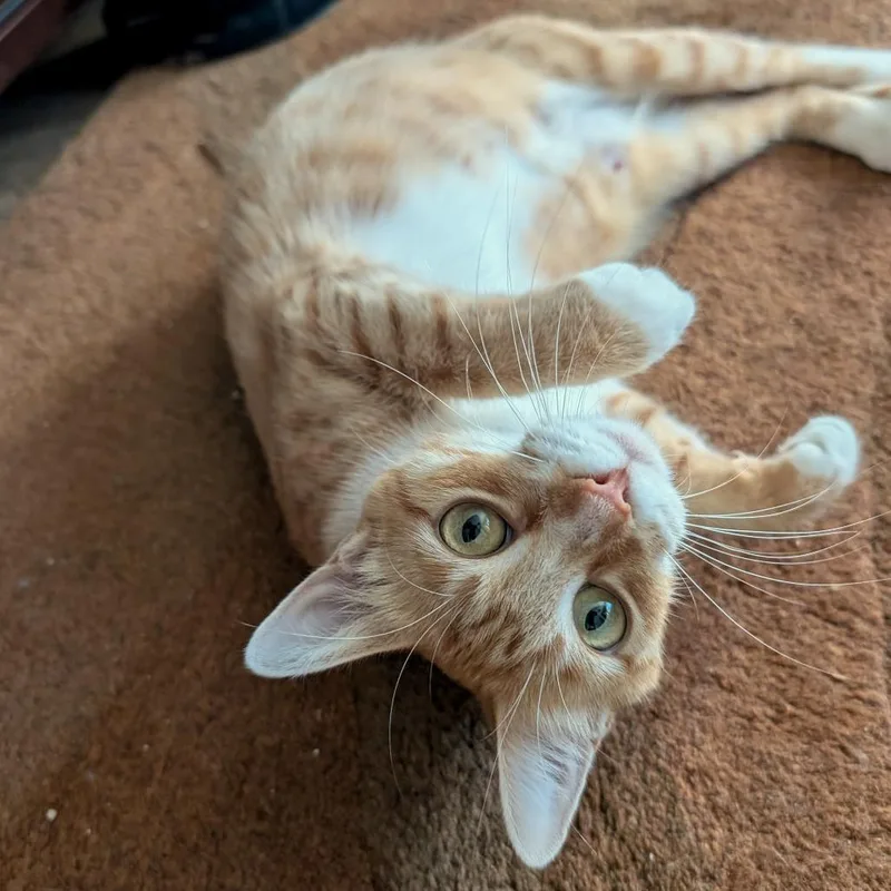 A young medium-sized female Orange / Red Domestic Short Hair cat named Hawaiian Roll for adoption in Austin, TX