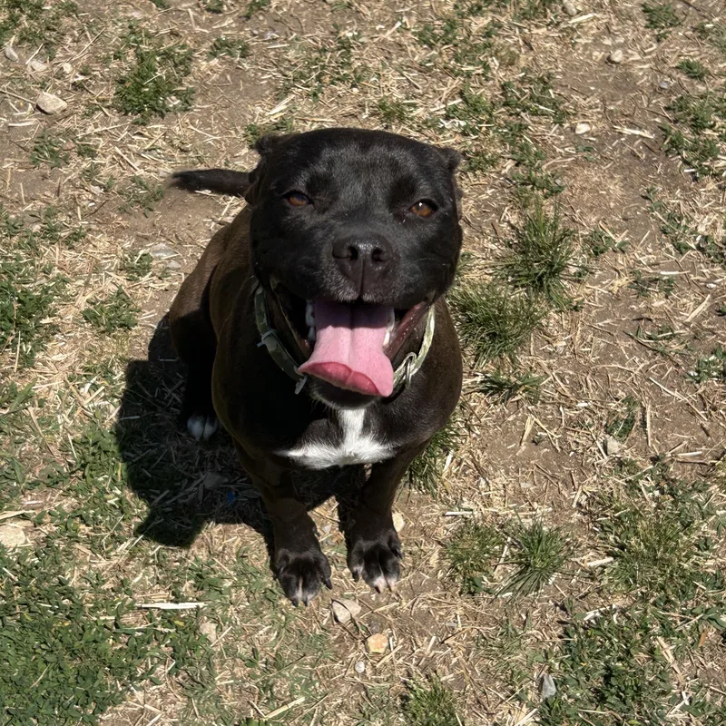 An adult medium-sized female Black American Bully dog named Lark for adoption in Newfoundland, NJ