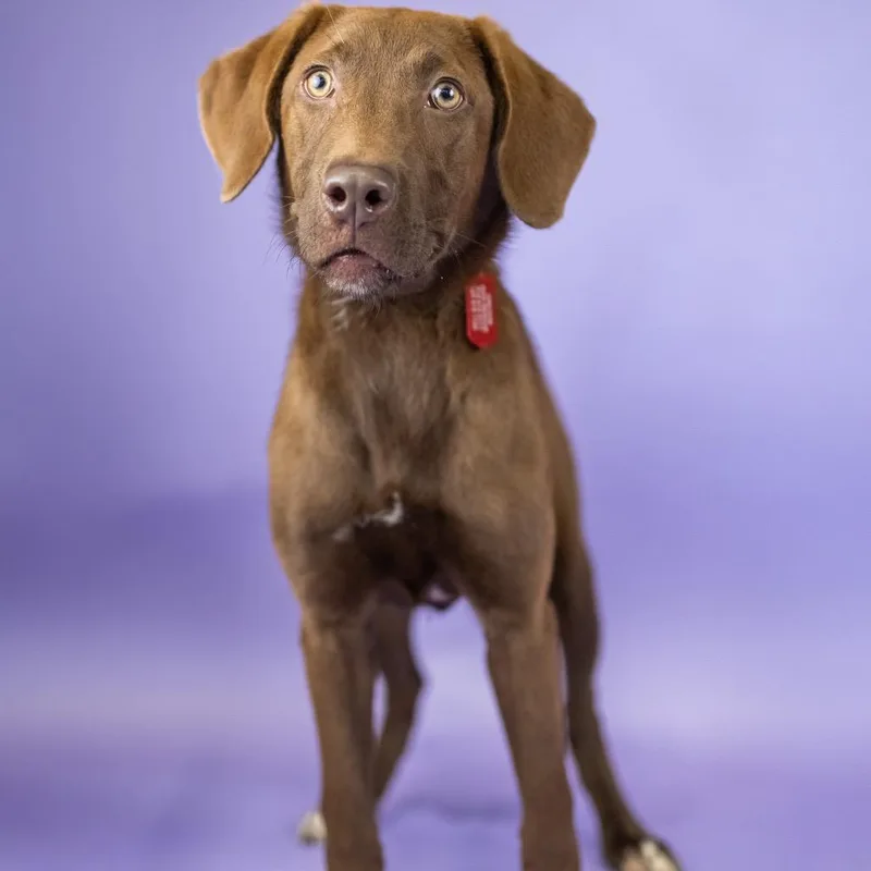 A young medium-sized female Brown / Chocolate Mixed Breed dog named Brittany for adoption in Portland, OR