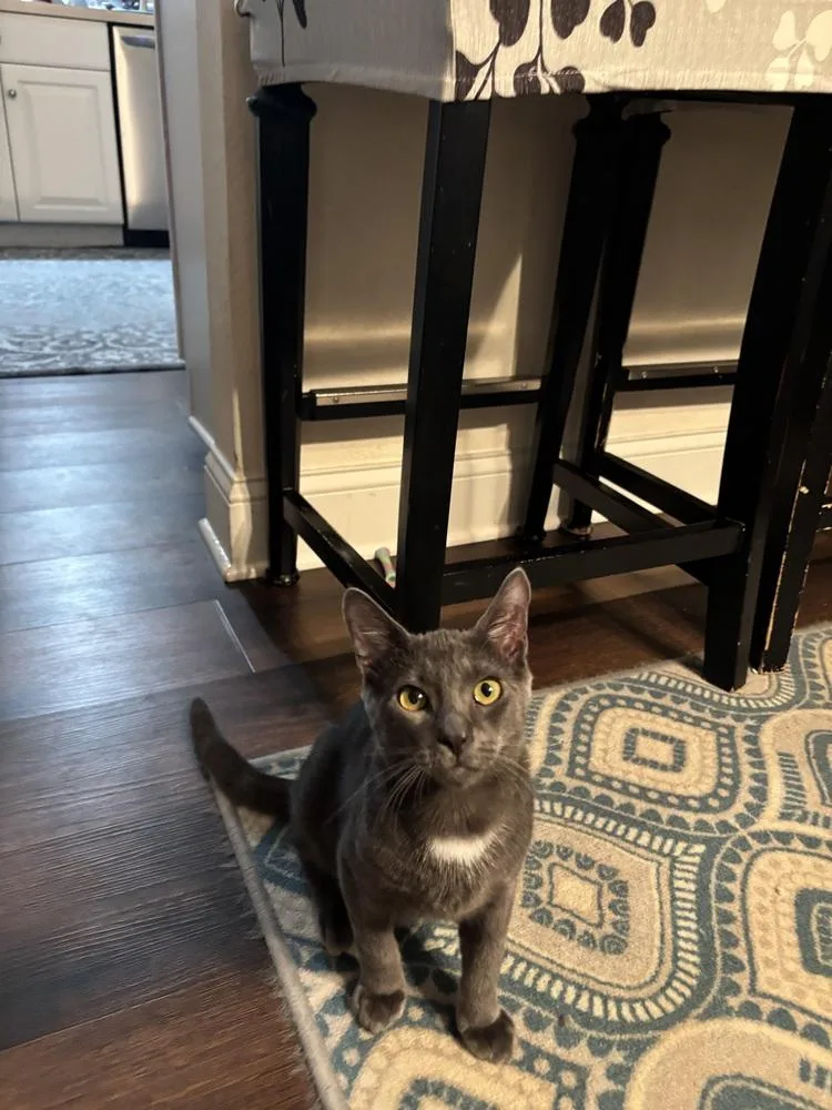 Sterling thumbnail 2