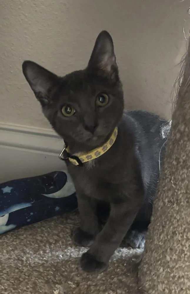 Sterling thumbnail 3