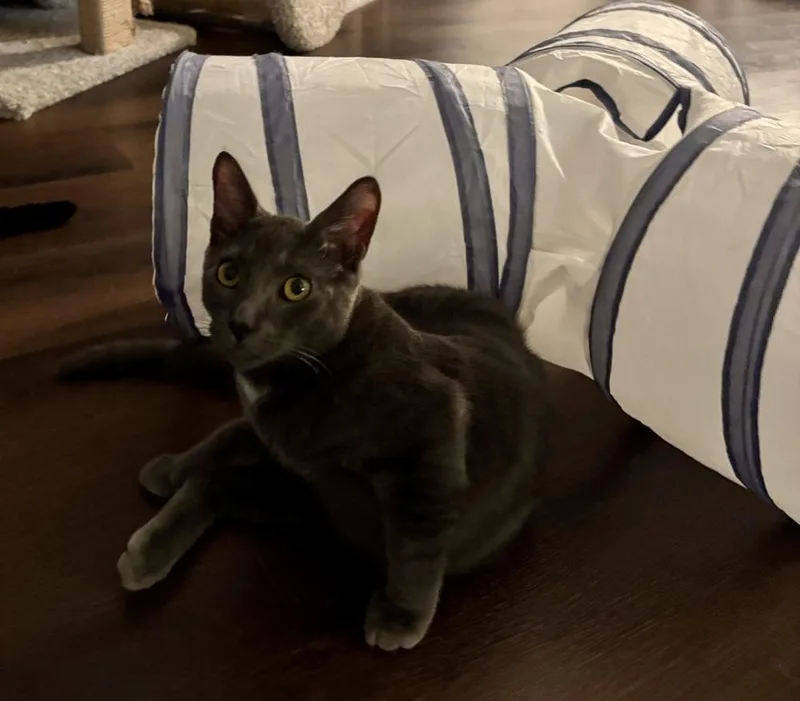 Sterling thumbnail 4