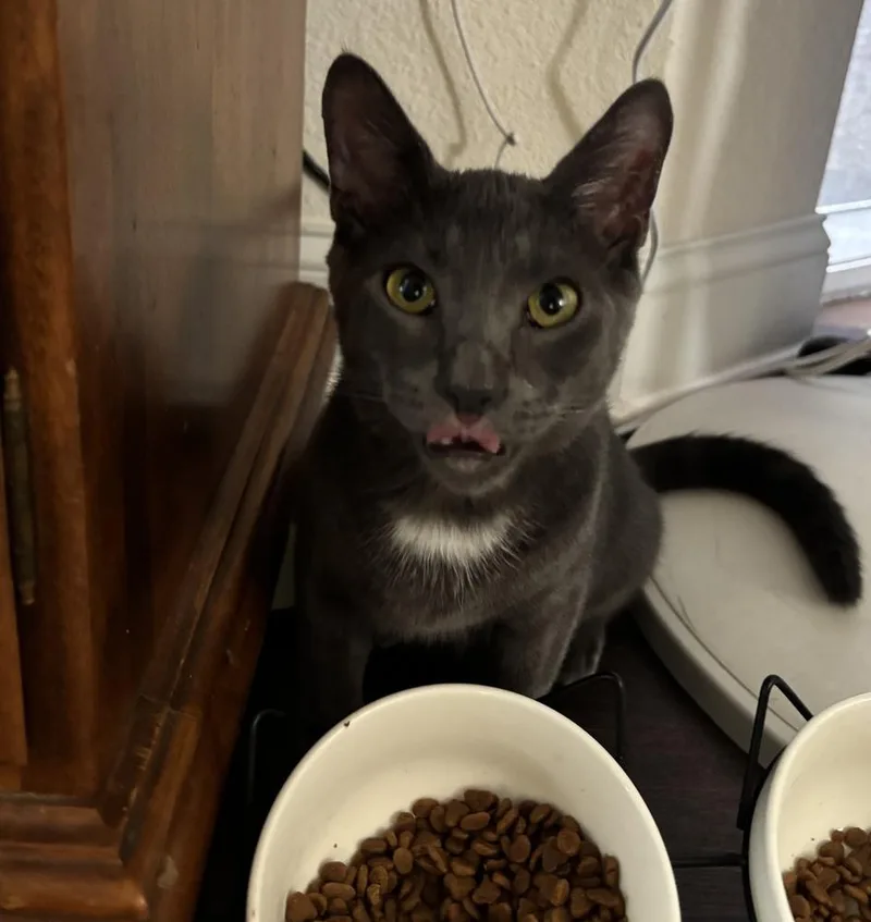 Sterling thumbnail 5