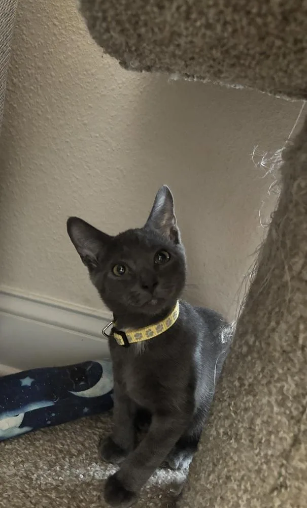 Sterling thumbnail 6