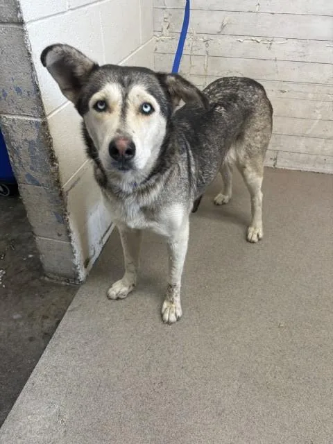 An adult medium-sized female Siberian Husky dog named Niki for adoption in San Bernardino, CA
