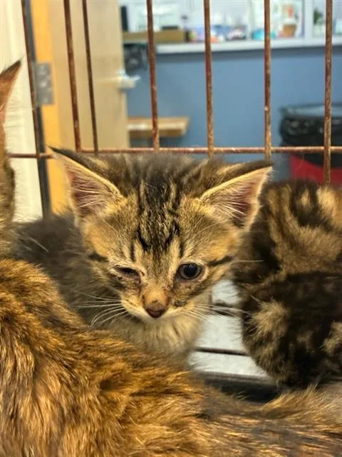 A baby small-sized female Domestic Short Hair cat named Lottie for adoption in Palmetto, FL