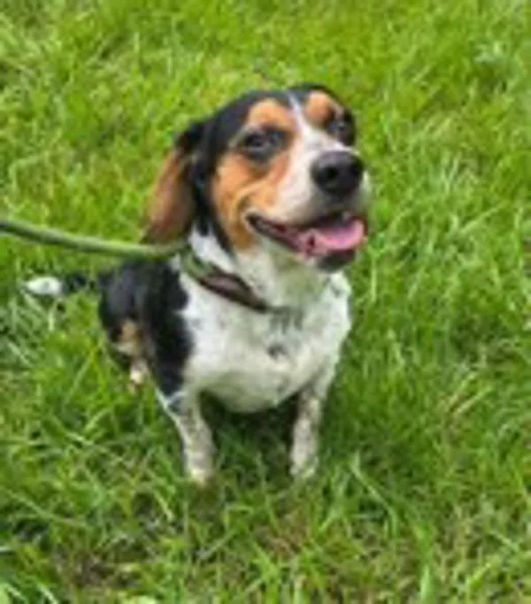 An adult medium-sized male Beagle dog named Jo Jo for adoption in Salisbury, MD