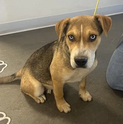 A baby medium-sized female Mixed Breed dog named Isabela for adoption in Fresno, CA