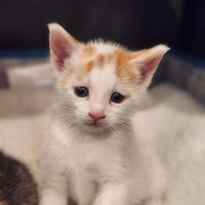 A baby small-sized male Orange / Red Domestic Short Hair cat named Egg for adoption in Bel Air, MD