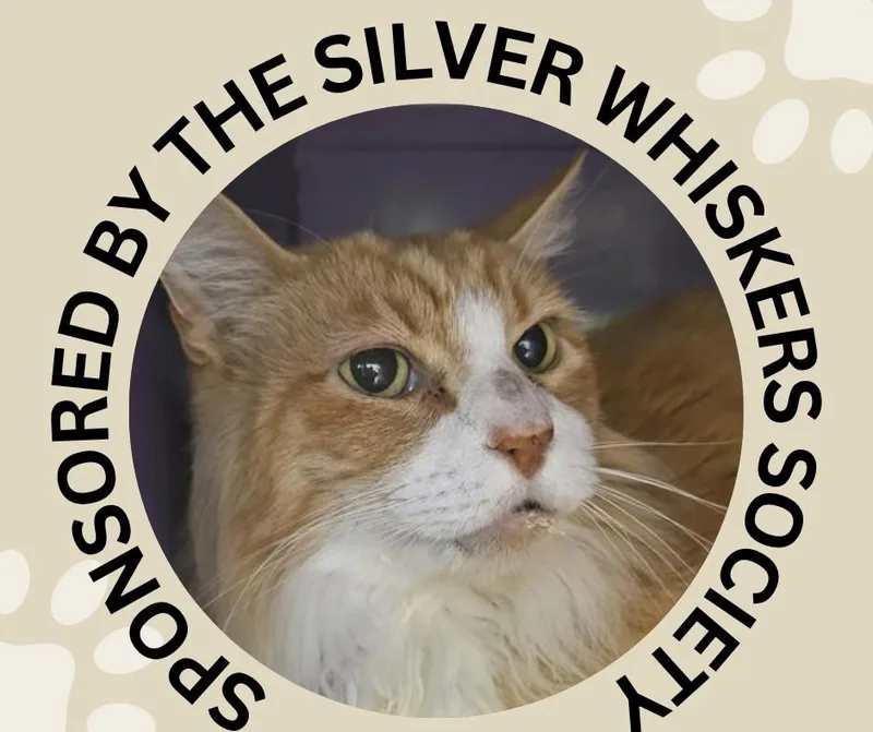A senior extra large-sized male Domestic Long Hair cat named Mr. P for adoption in Santa Cruz, CA