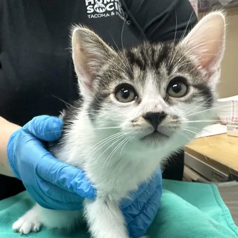 A baby small-sized male Gray / Blue / Silver Domestic Short Hair cat named Lucky Charms for adoption in Tacoma, WA