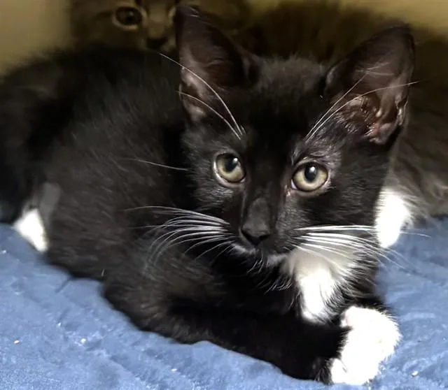 A baby medium-sized female Domestic Short Hair cat named Nematode for adoption in Dedham, MA