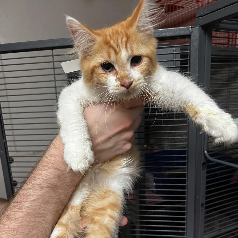 A baby small-sized female Orange / Red Domestic Long Hair cat named Maxine for adoption in Birmingham, AL